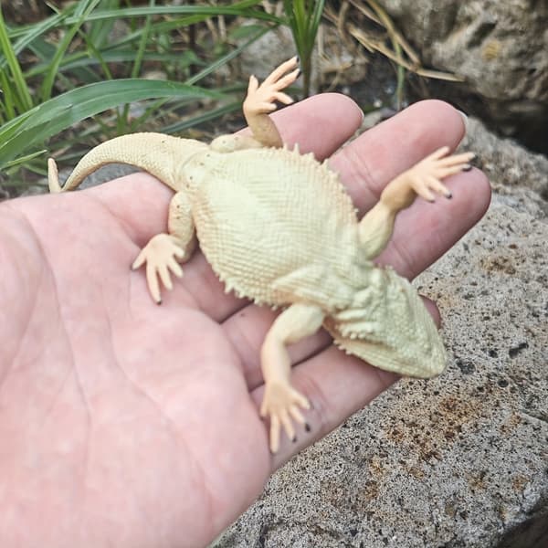 1kpl, simuloitu mäntylisiskon lemmikkikoriste Chow Chow Lizard S388