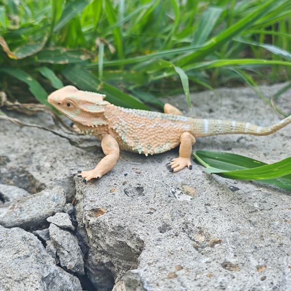 1kpl, simuloitu mäntylisiskon lemmikkikoriste Chow Chow Lizard S388