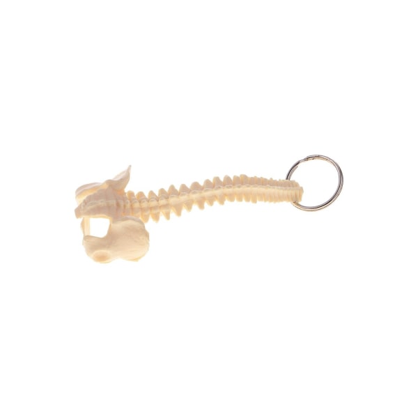 Piece-Pack Miniatyr Beige PVC Mänsklig ryggrad Skelett modell Skola lärande nyckelring Colourful