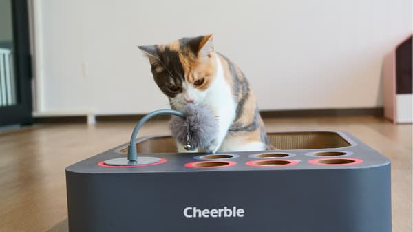 Labyrint- och brädspel för katter