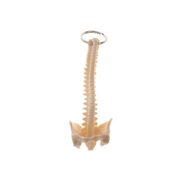 Piece-Pack Miniatyr Beige PVC Mänsklig ryggrad Skelett modell Skola lärande nyckelring Colourful