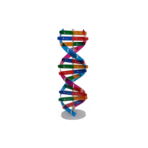 Mänsklig gen DNA-modell par regering vetenskap leksaker undervisning lärande leksaker