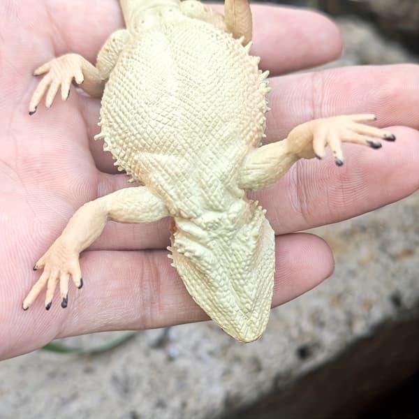 1kpl, simuloitu mäntylisiskon lemmikkikoriste Chow Chow Lizard S388