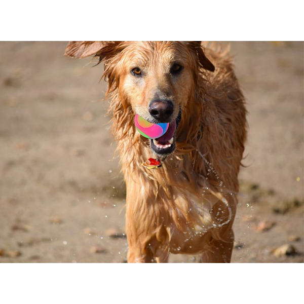 Lysende hundebolde blinkende elastiske bolde lyser i mørket Intera