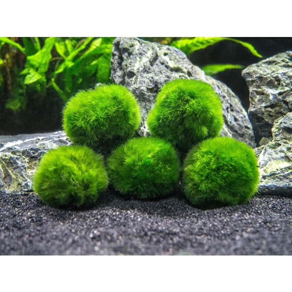 10 Marimo Moss Balls 2.5 cm,Simulation green algae ball