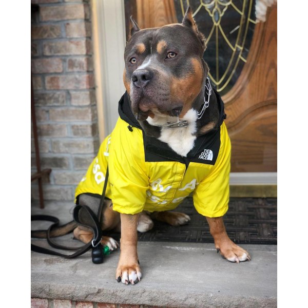 Hundjacka, Pet Jacket, Dog Raincoat-L, gul