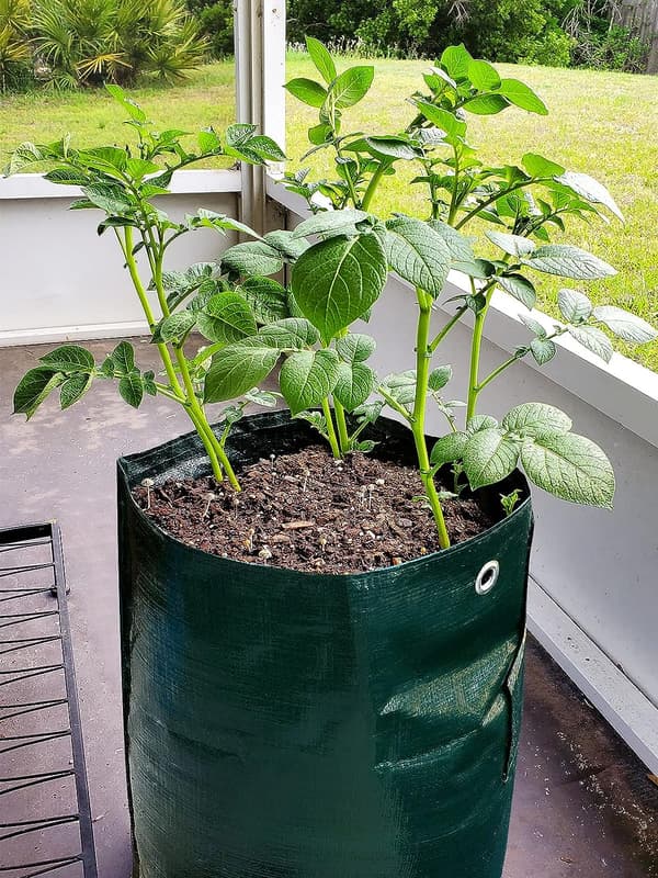 2-pack 10 gallons (ca 35,7 l) odlingsväskor för potatis med flik