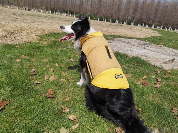 Vinter varm og vindafvisende sne hund jakke