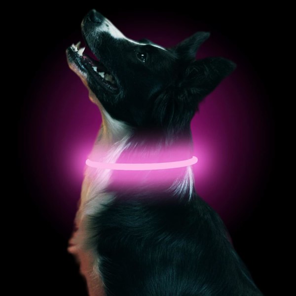 LED-hundhalsband Lysande uppladdningsbart LED-blinkande säkerhetshalsband O