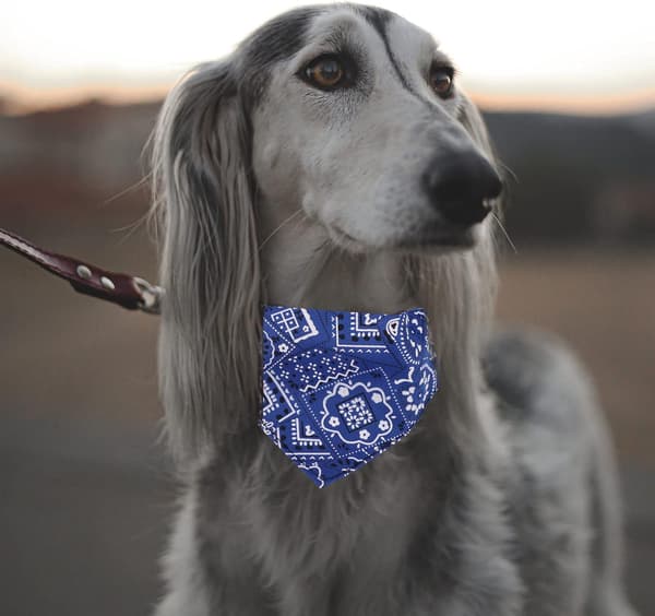 4-pack Hundhalsdukar, Triangulära Djurhalsdukar, Hundhalsduk, Sjal