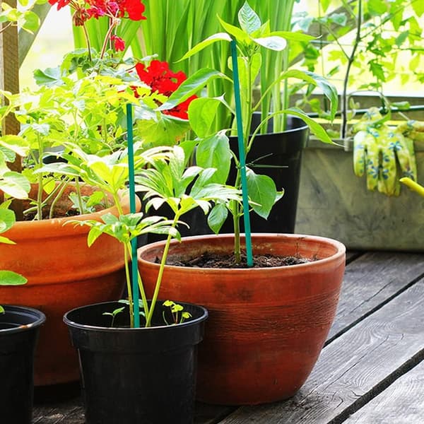 50 st 38 cm gröna växtpinnar för trädgården