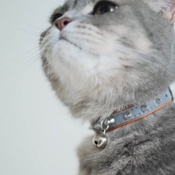 Kattehalsbånd - Reflekterende hvalpehalsbånd med klokker, justerbar PU Le