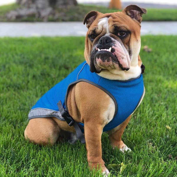 Dog Cooling Vest. Lightweight Jacket with Evaporative Cool Microf