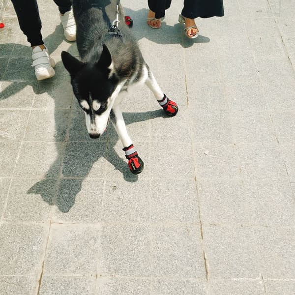 Vandtætte hundesko til hunde med reflekterende striber
