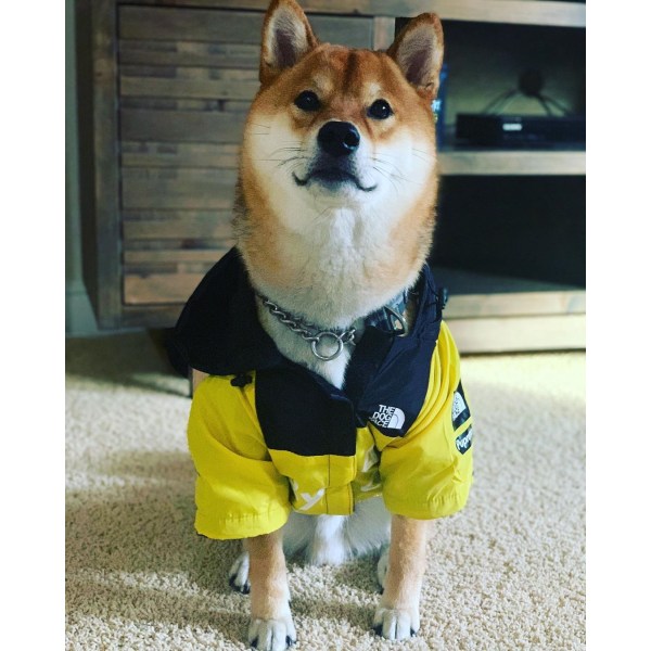 Hundjacka, Pet Jacket, Dog Raincoat-L, gul