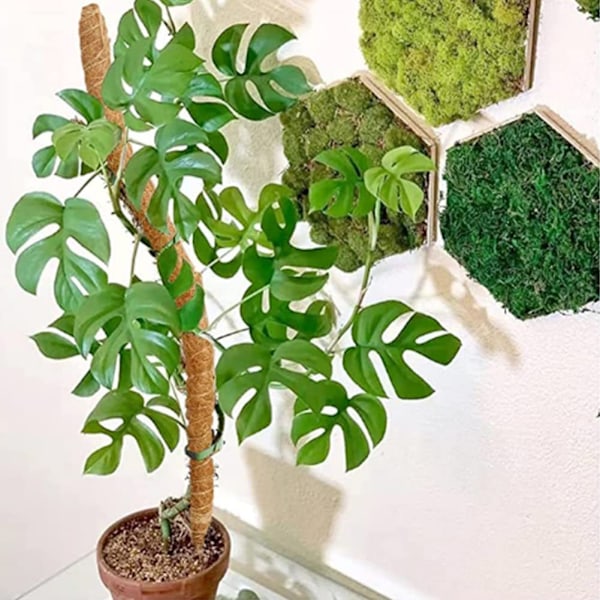 4. Monstera mosstok til indendørs planter, bøjelig planteholder