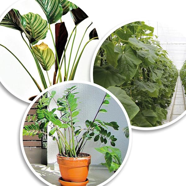 100 st tomatplantstöd trädväxtstöd justerbar växtbindning