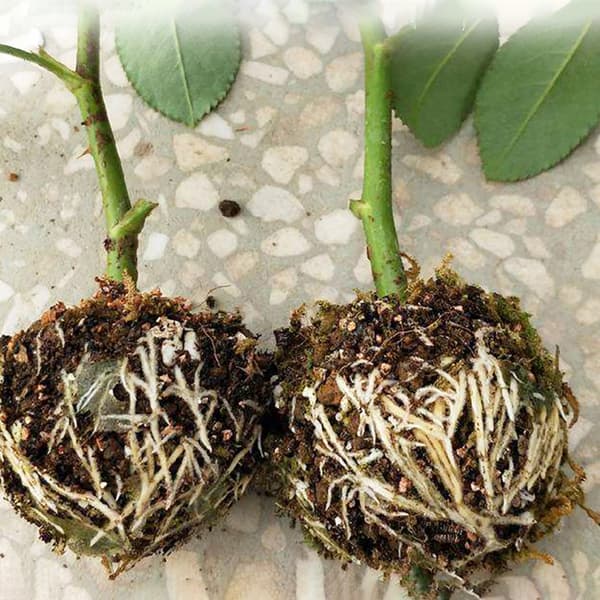 3 Plant Rooting Sphere Transplant Box for Hageplanter