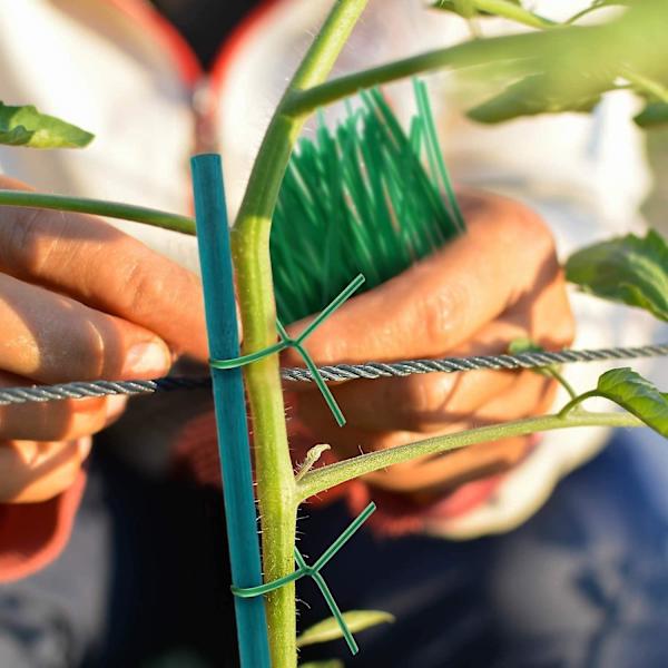 100 styks plantestøttestave, 30 cm bambuspæle Splittede støttestokke til hjemmehaveblomster Plante blomster (grøn)