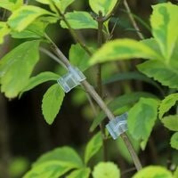 100 stk. Planter Podning Clip, Special Podning Clip Tomat Frøplante Podning Clip Transparent Aubergine Podning Clip til Vine Grøntsag Tomat Frugt