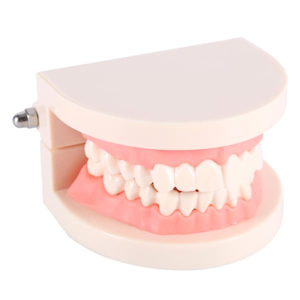 PVC Dental Undervisningsmodell Standard Studiedemonstration Lär Barn Borsta Tänderna