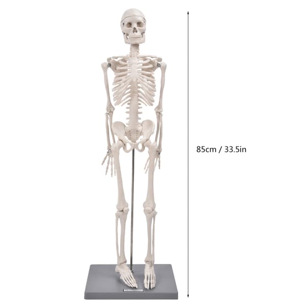 Anatomisk læremiddel: 85 cm menneskeligt skeletmodel