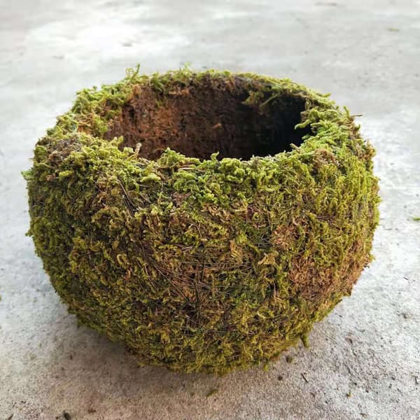Japansk Mossboll Trädgård Växtkruka