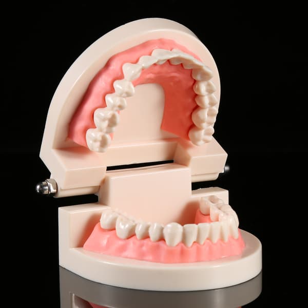 PVC Dental Undervisningsmodell Standard Studiedemonstration Lär Barn Borsta Tänderna