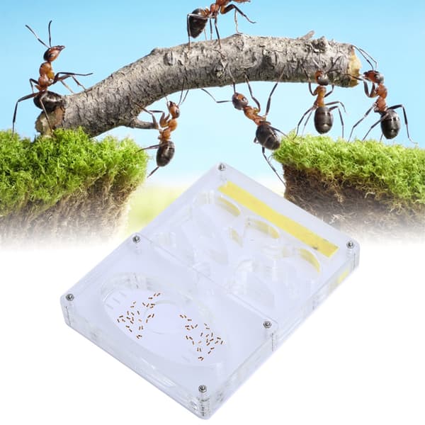 Transparent Akryl 3D Myrefarm Redesystem til Opdræt og Fodring