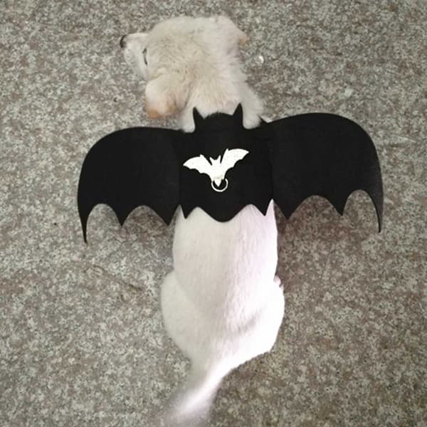 Katt Hund Fladdermusvinge Sele Koppel Storlek S