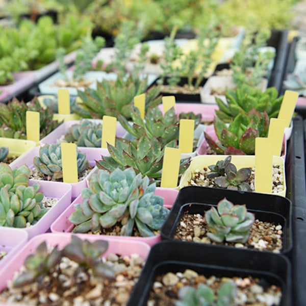 100 Gule PVC Hageplanteetiketter for Planteskole og Frømerking