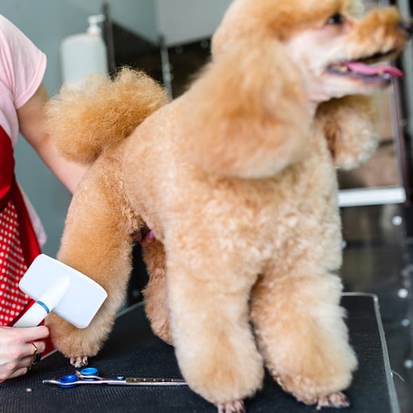 Kæledyrspleje Kam Rustfrit Stål Kat Hund Hårbørste