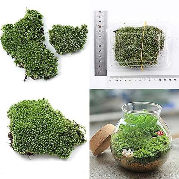 5kpl Kotijuhlakoristeita Keinotekoinen vihreä ruoho sammalkasvi koristeena miniatyyri