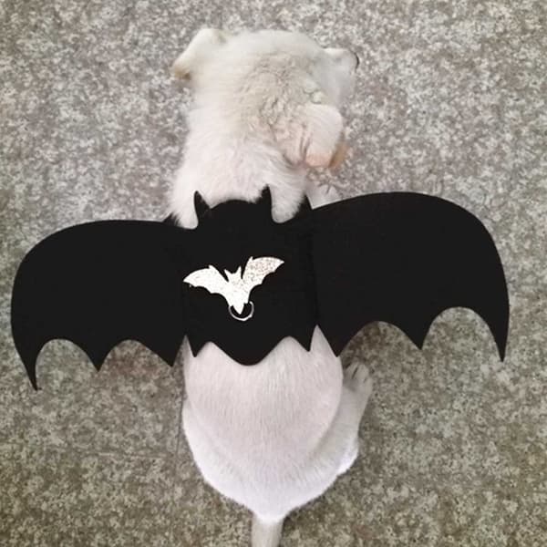 Katt Hund Fladdermusvinge Sele Koppel Storlek S