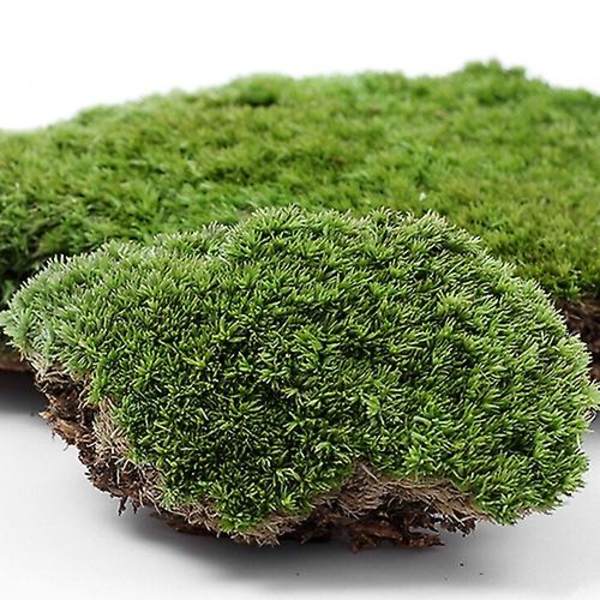 5 stk Hjem Festdekoration Kunstig Grønt Græs Mos Plante Ornament Miniature