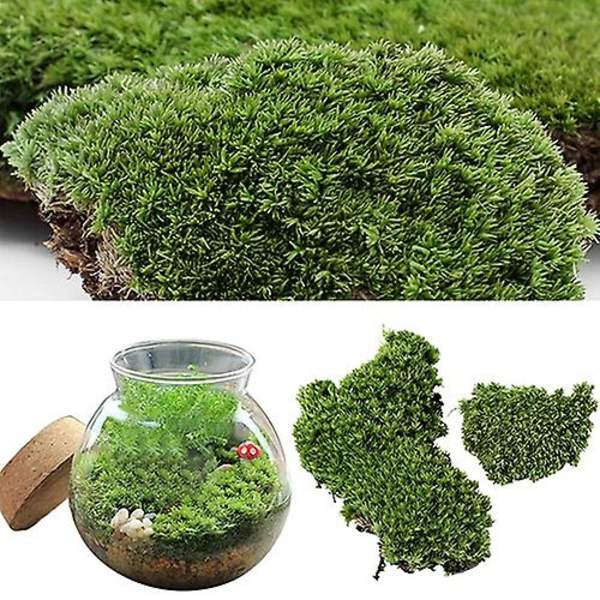 5 stk Hjem Festdekoration Kunstig Grønt Græs Mos Plante Ornament Miniature
