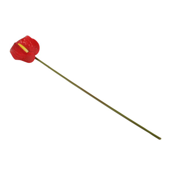 Simulering 3D Anthurium Blomma Vardagsrum Hem Layout Simulering Blombukett Flamingo Anthurium