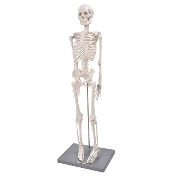 Anatomisk læremiddel: 85 cm menneskelig skjelettmodell