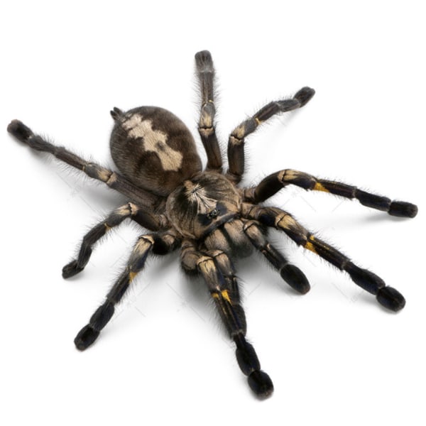 Spider-bilklistermærke 3d stereo-bilklistermærke dørdekoration (simulering af ny edderkop/gennemsigtigt materiale/20 cm)
