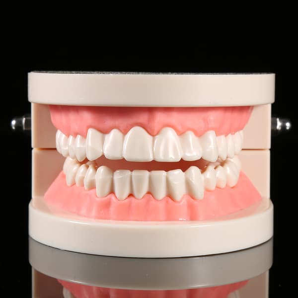 PVC Dental Undervisningsmodell Standard Studiedemonstration Lär Barn Borsta Tänderna