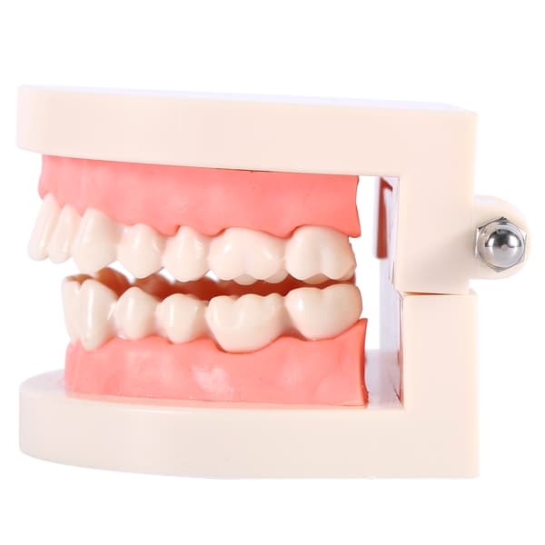 PVC Dental Undervisningsmodell Standard Studiedemonstration Lär Barn Borsta Tänderna