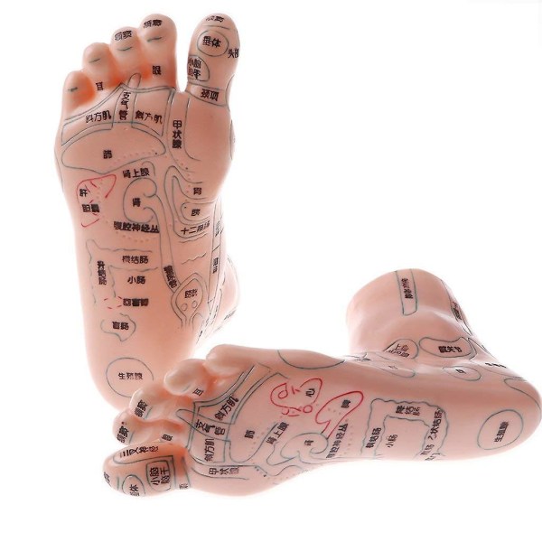 20 cm Menneskelig massasjeføtter Modell Akupunktur Soneterapi For Skoleundervisningsmateriell Samleobjekter