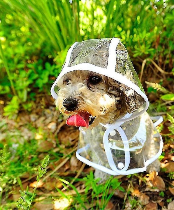 Koiran sadetakki hupulla, läpinäkyvä sadeponcho pienille koirille, vedenpitävä