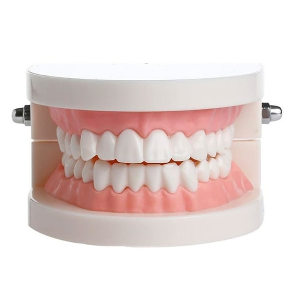 Tandlægeundersøgelse Undervisning Tænder Model Mundpleje Tanduddannelse Tandlægeudstyr