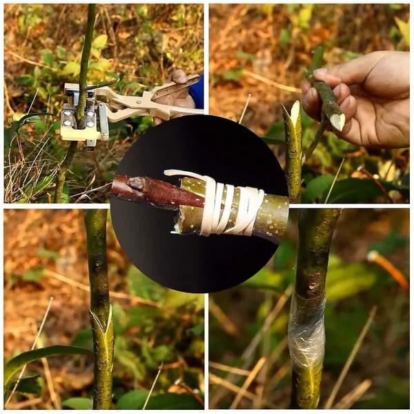 Large Grafting Tool Branch Pruner Cutter khaki