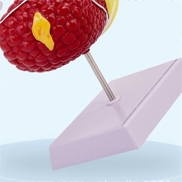 Liver Model for Common Pathologies, Liver Model Human Anatomy Doctor's Office Anatomy Model