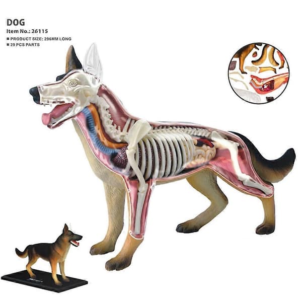 4D Dog Organ Anatomy Model Intelligence Assembly Toy
