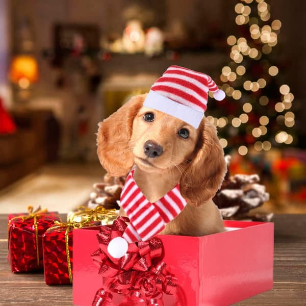 4-pack kattmössa med halsduk Hundjulmössa och halsduk randig jul