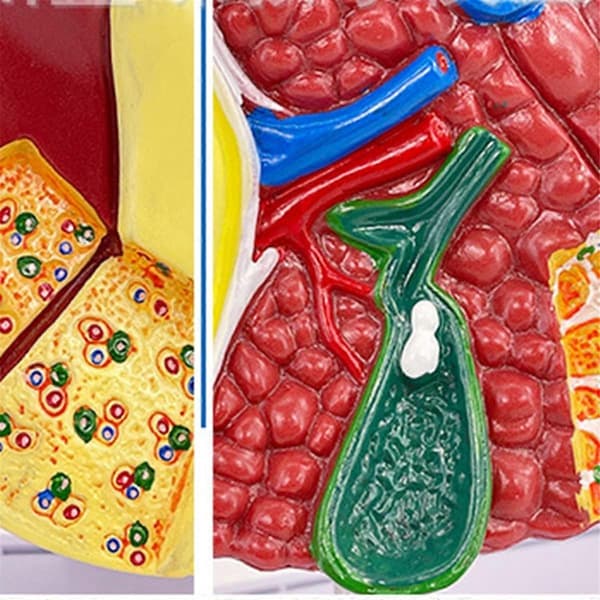 Liver Model for Common Pathologies, Liver Model Human Anatomy Doctor's Office Anatomy Model
