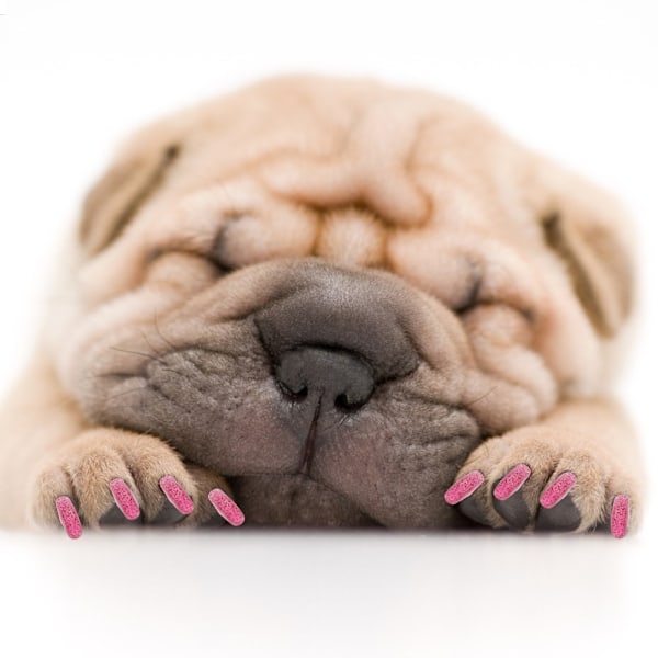 100 stk. Blød PVC Neglebeskyttelse til Hund Pote Klo Hætte Wrap Plejetilbehør (Krystal Pink XL)